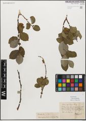 Foto von Salix myrsinifolia Salisb.
